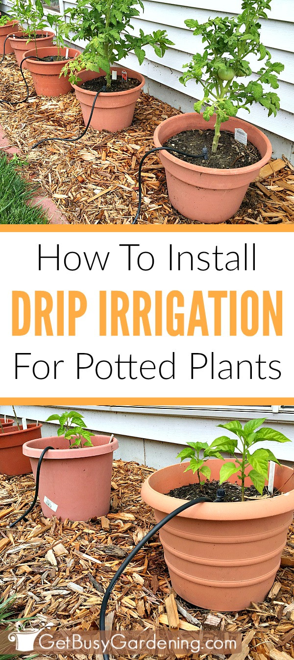 Best ideas about Garden Watering Systems DIY
. Save or Pin How To Install A DIY Drip Irrigation System For Potted Plants Now.