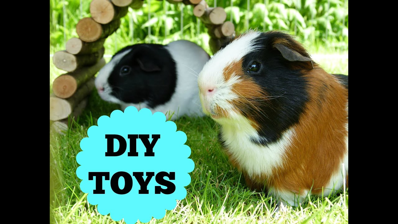 Best ideas about Guinea Pig Toys DIY
. Save or Pin The Guinea Pigs DIY Toys Now.