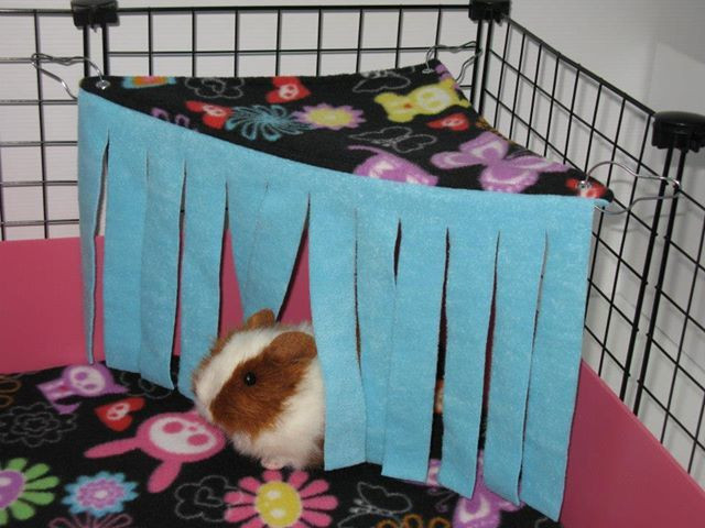 Best ideas about Guinea Pig Toys DIY
. Save or Pin 25 best ideas about Guinea Pig Accessories on Pinterest Now.