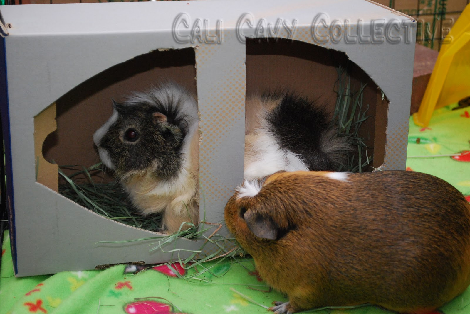 Best ideas about Guinea Pig Toys DIY
. Save or Pin Cali Cavy Collective a blog about all things guinea pig Now.