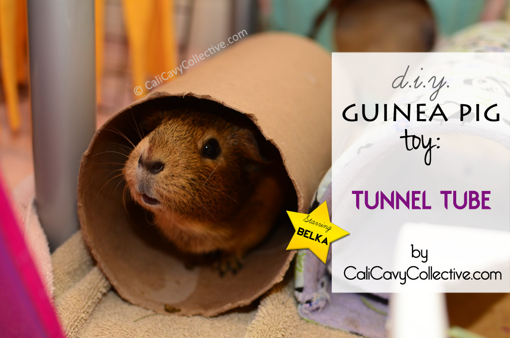 Best ideas about Guinea Pig Toys DIY
. Save or Pin Cali Cavy Collective a blog about all things guinea pig Now.