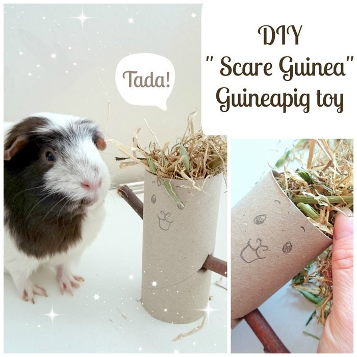 Best ideas about Guinea Pig Toys DIY
. Save or Pin Diy piggie scareguinea guineapig toy Now.