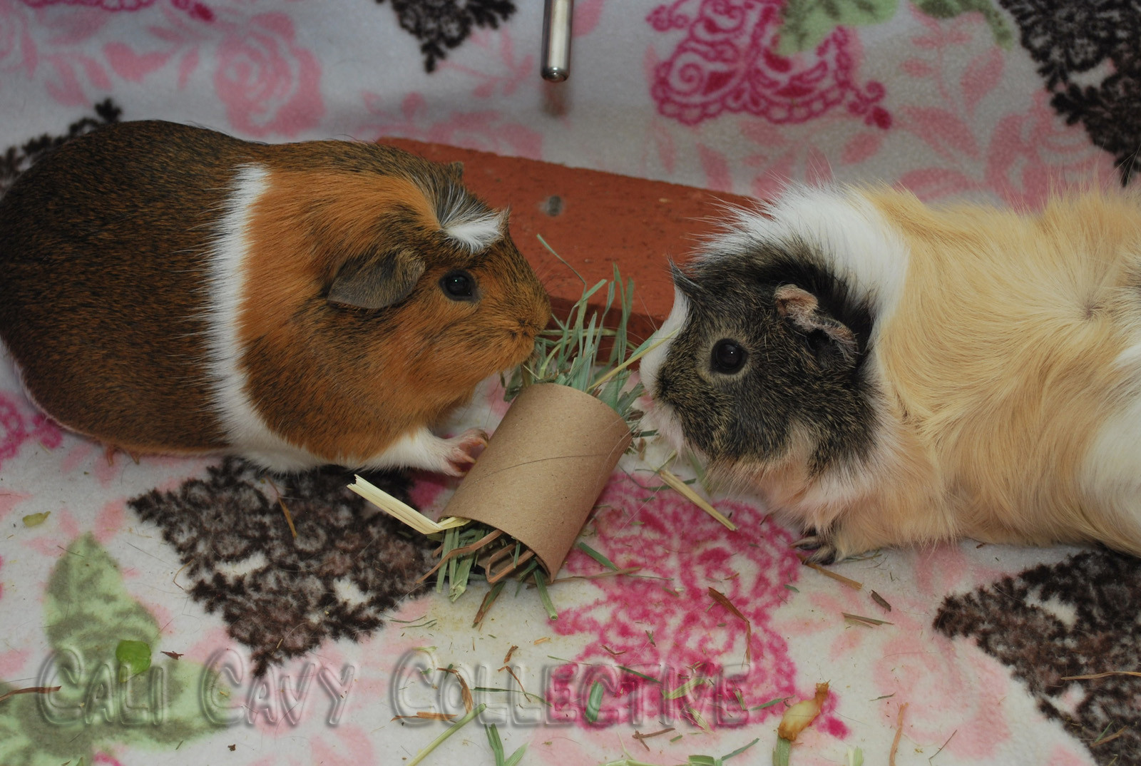 Best ideas about Guinea Pig Toys DIY
. Save or Pin Homemade Guinea Pig Toys – Wow Blog Now.
