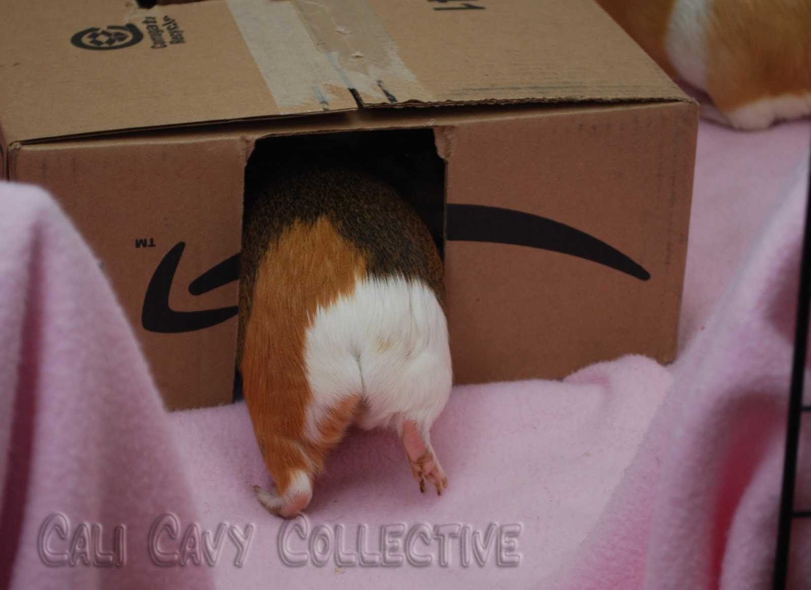 Best ideas about Guinea Pig Toys DIY
. Save or Pin Cali Cavy Collective a blog about all things guinea pig Now.