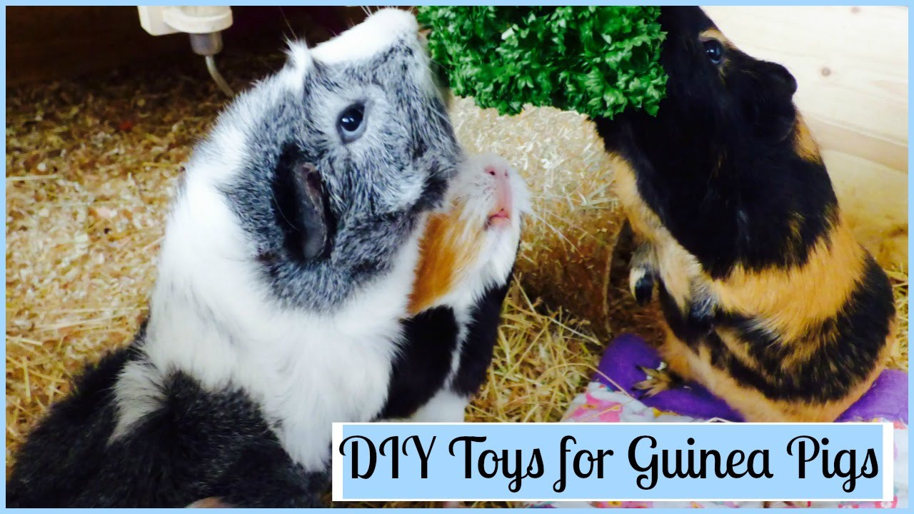 Best ideas about Guinea Pig Toys DIY
. Save or Pin DIY Toys For Guinea Pigs Now.