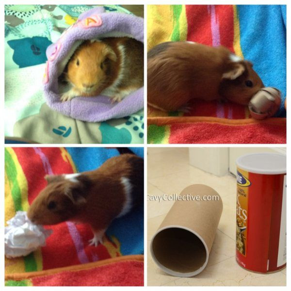 Best ideas about Guinea Pig Toys DIY
. Save or Pin A Guide to DIY Guinea Pig Toys Now.