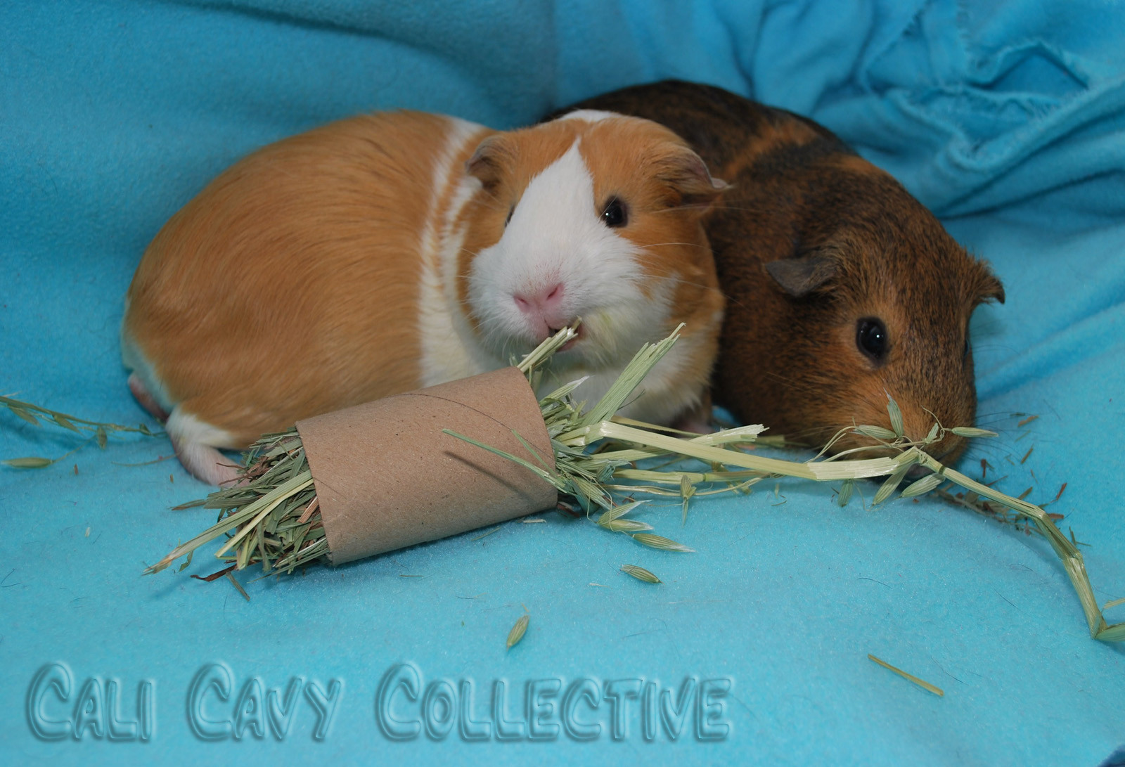 Best ideas about Guinea Pig Toys DIY
. Save or Pin Diy Guinea Pig Toys With Toilet Paper Rolls – Wow Blog Now.