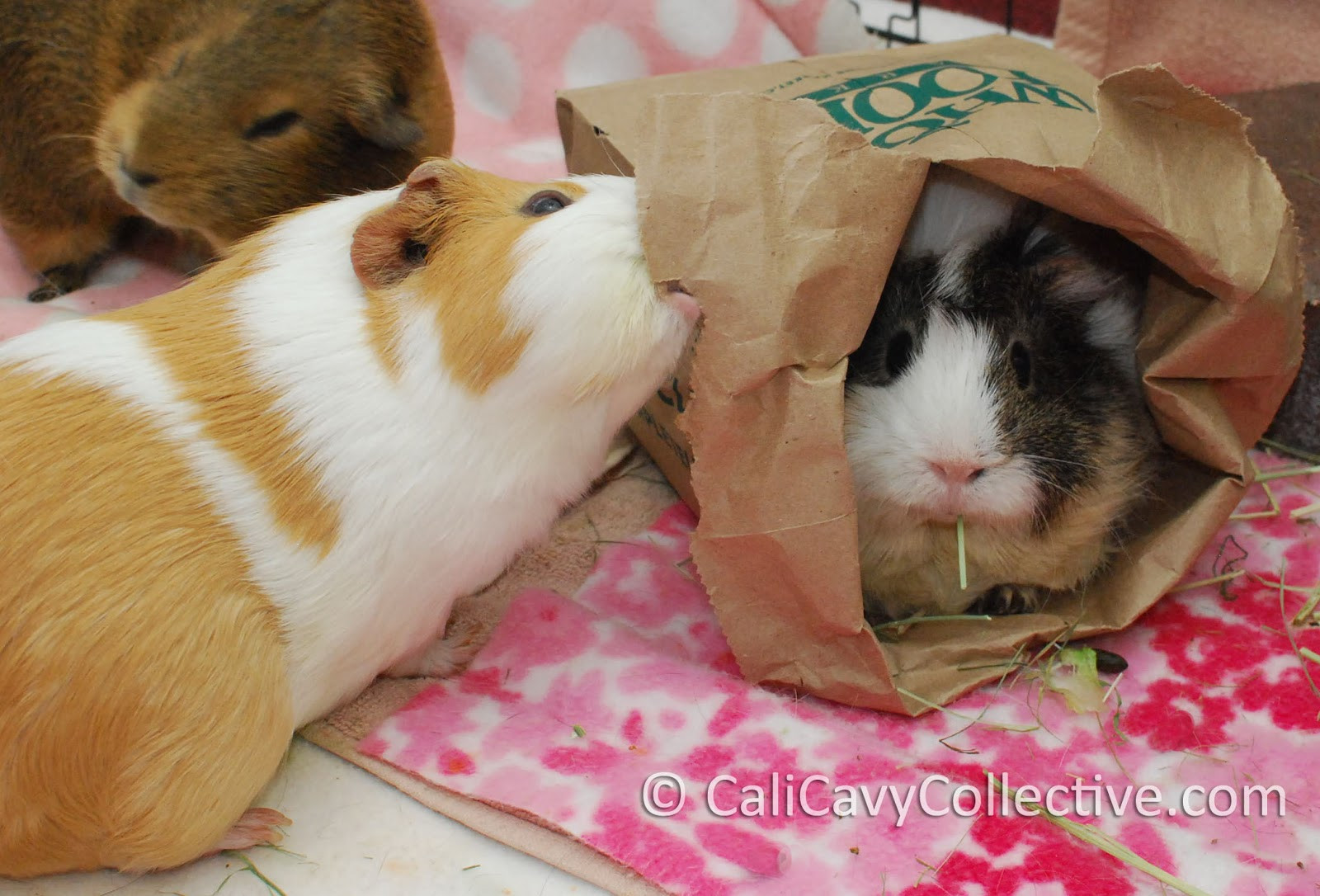 Best ideas about Guinea Pig Toys DIY
. Save or Pin Homemade Guinea Pig Toys – Wow Blog Now.
