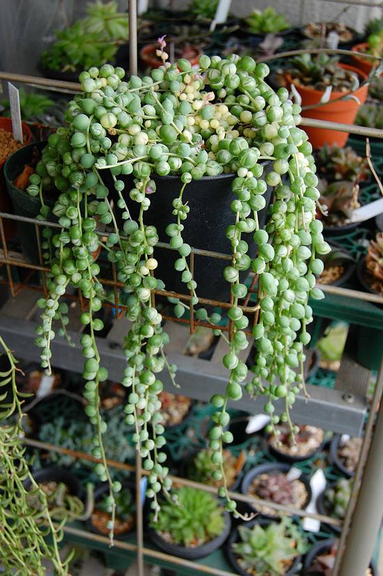 Best ideas about Hanging Succulent Planter
. Save or Pin The Best Hanging Succulent Basket Ideas Craftsy Now.