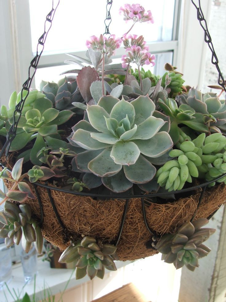 Best ideas about Hanging Succulent Planter
. Save or Pin The 25 best Hanging succulents ideas on Pinterest Now.