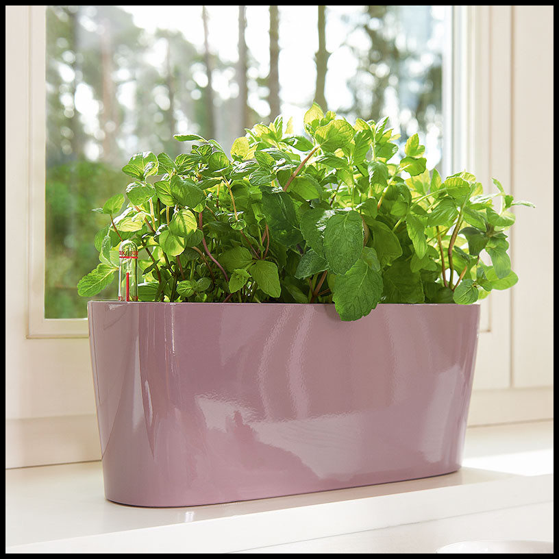 Best ideas about Herb Garden Planter
. Save or Pin Windowsill Herb Garden Planter 5 Colors Now.