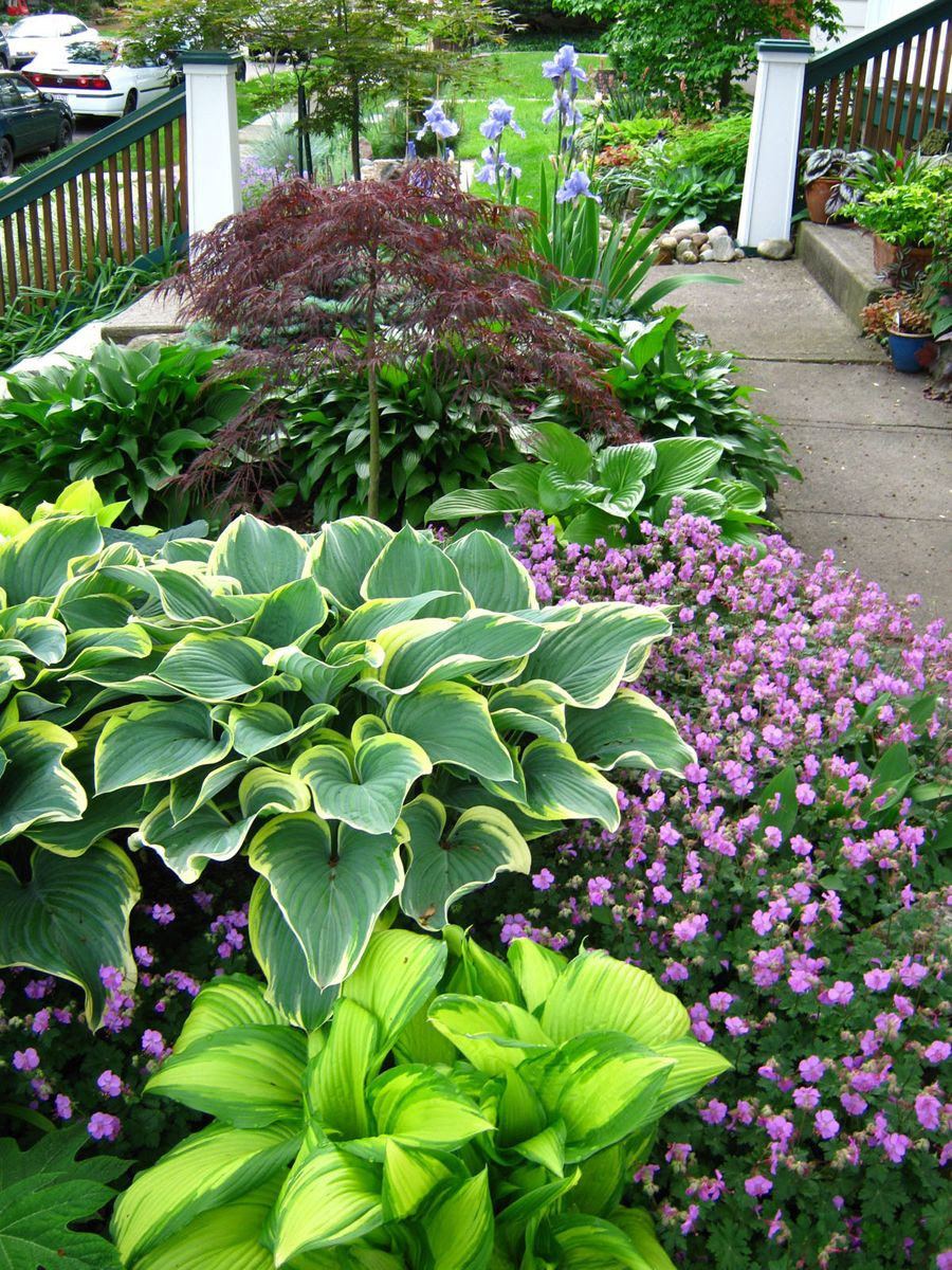 Best ideas about Hosta Garden Ideas
. Save or Pin Hosta Gardens on Pinterest Now.