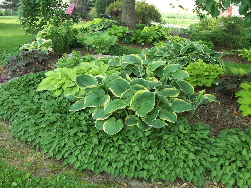 Best ideas about Hosta Garden Ideas
. Save or Pin Design Ideas for Hosta Gardens — Favorite Perennials Now.