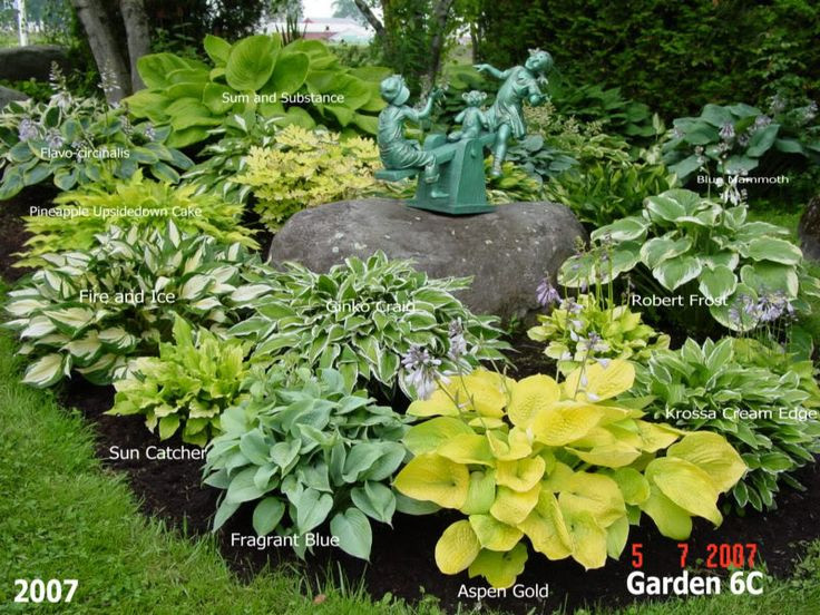 Best ideas about Hosta Garden Ideas
. Save or Pin 436 best Hosta Gardening images on Pinterest Now.