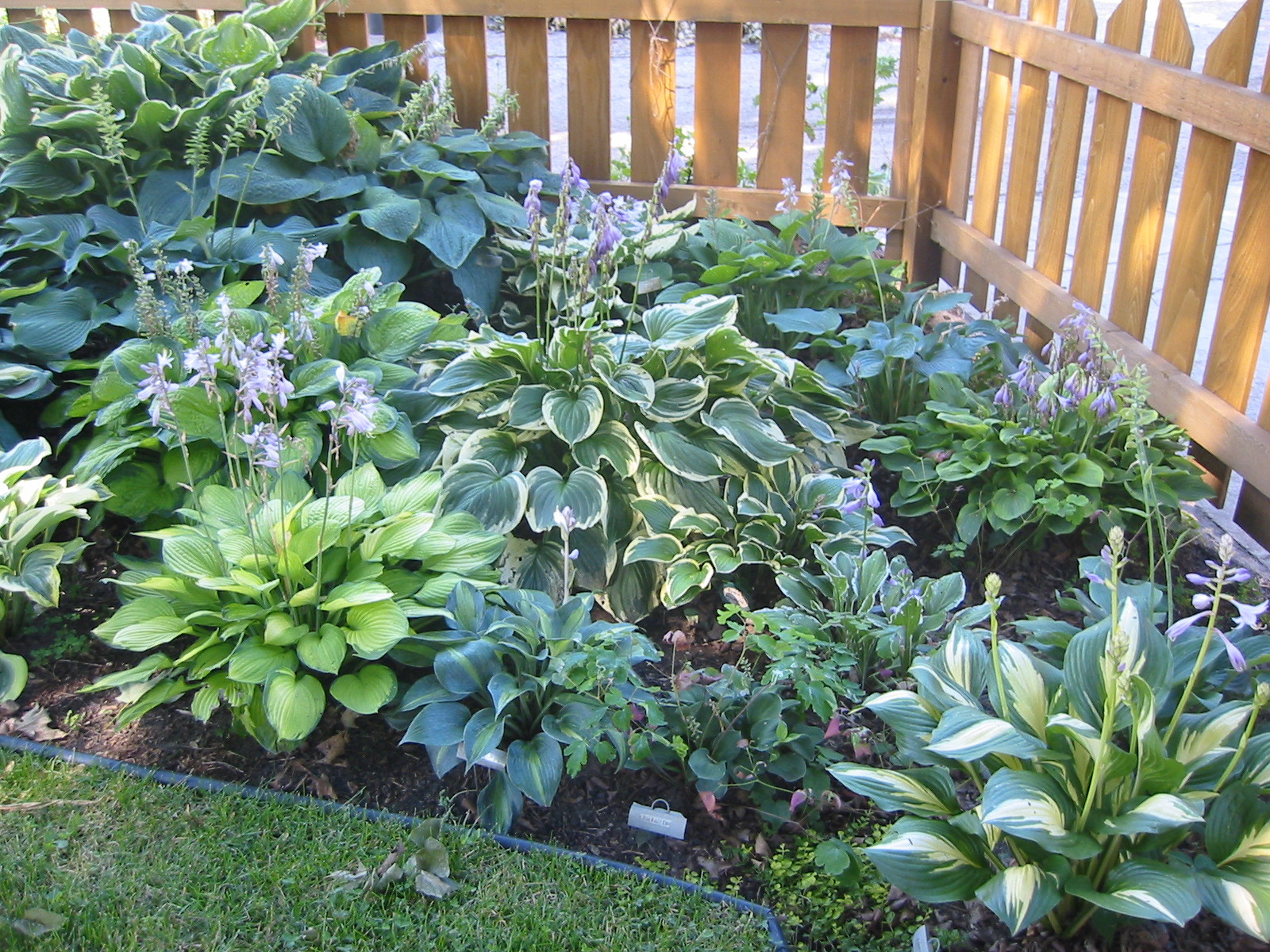 Best ideas about Hosta Garden Ideas
. Save or Pin Daily Knick Knacks 4 1 11 Now.