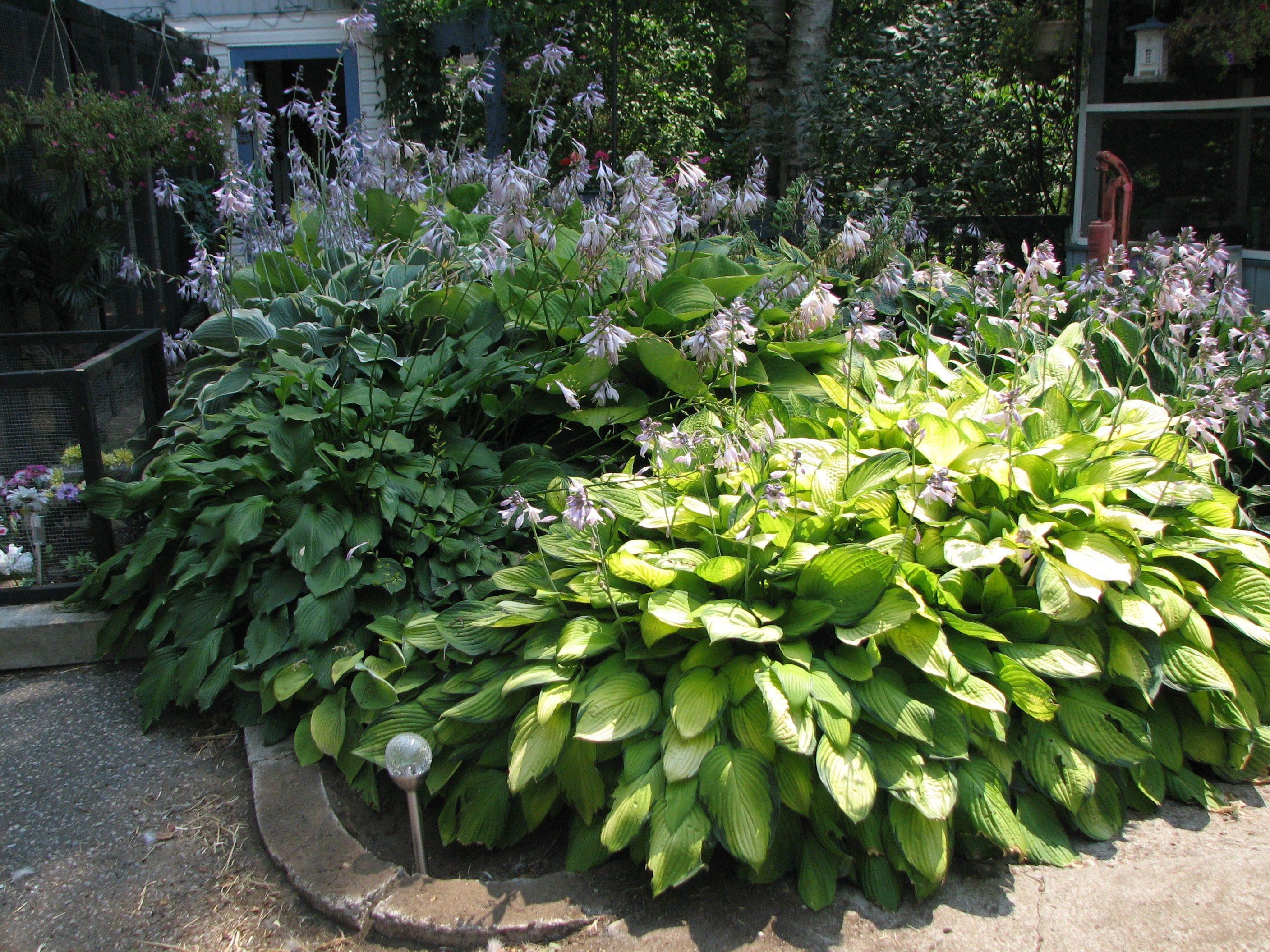 Best ideas about Hosta Garden Ideas
. Save or Pin hosta garden Garden and Landscaping Ideas Now.