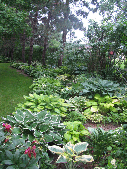 Best ideas about Hosta Garden Ideas
. Save or Pin 1000 ideas about Hosta Gardens on Pinterest Now.