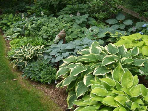 Best ideas about Hosta Garden Ideas
. Save or Pin Hostas Now.