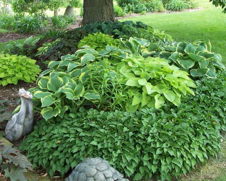 Best ideas about Hosta Garden Ideas
. Save or Pin Maple Grove I love Hostas and Shade Gardens Now.