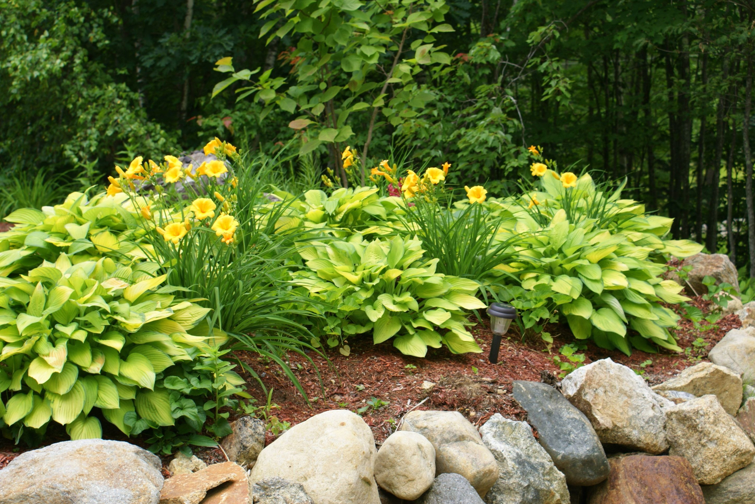 Best ideas about Hosta Garden Ideas
. Save or Pin Hostas and Daylilies Garden ideas Now.