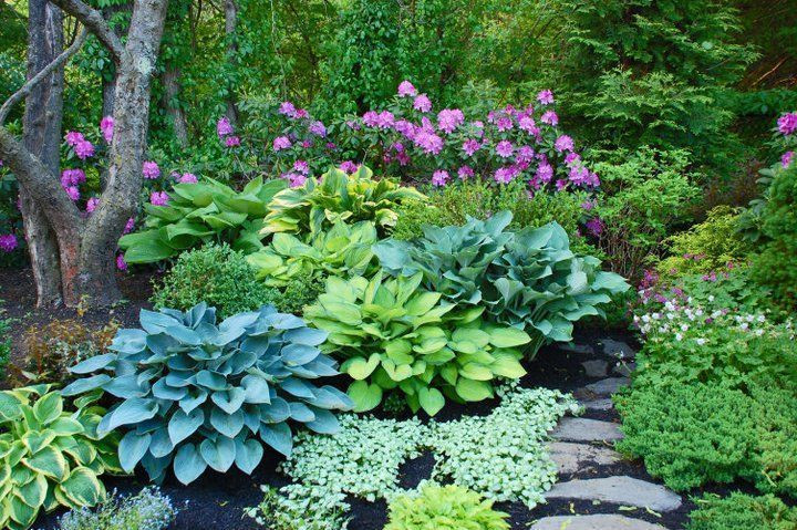 Best ideas about Hosta Garden Ideas
. Save or Pin Hosta Garden Ideas 39 ideacoration Now.