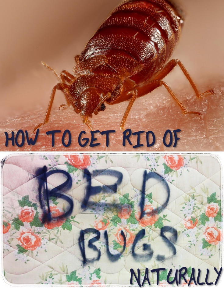 Best ideas about How To Get Rid Of Bed Bugs DIY
. Save or Pin How To Get Rid of Bed Bugs Naturally SHTF Prepping Now.