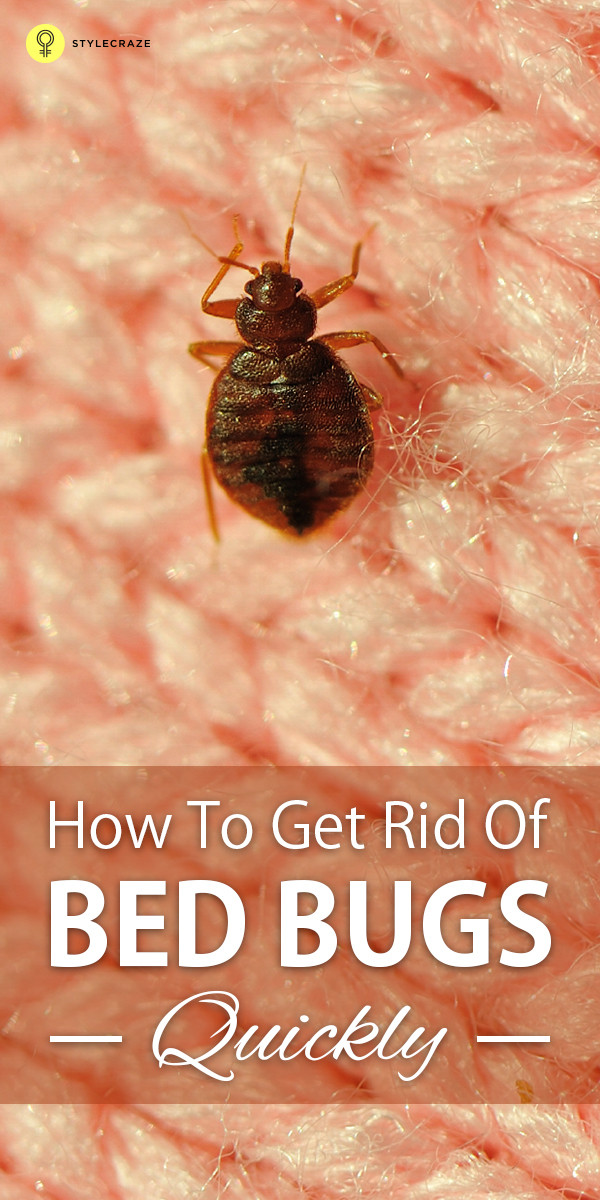 Best ideas about How To Get Rid Of Bed Bugs DIY
. Save or Pin How To Get Rid Bed Bugs Home Reme s How To Get Rid Now.
