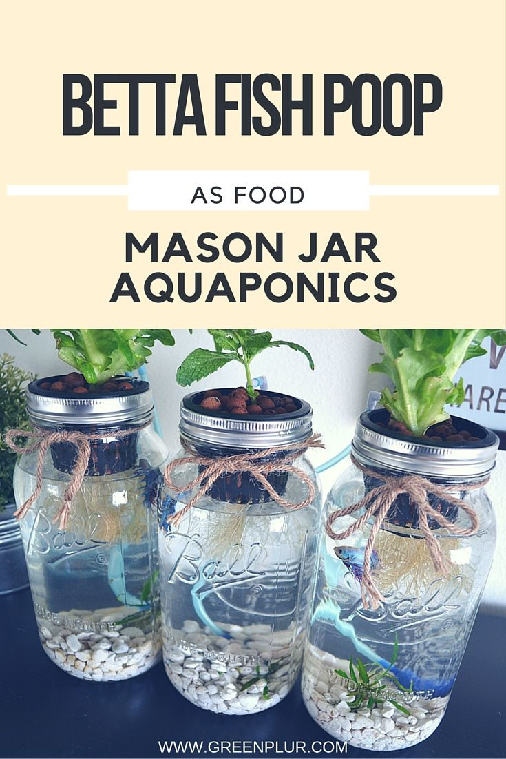 Best ideas about Hydroponic Herb Garden DIY
. Save or Pin 3 Mason Jar Aquaponics Kit Build Your Own Hydroponics Now.
