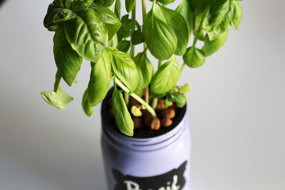 Best ideas about Hydroponic Herb Garden DIY
. Save or Pin DIY Basil BUNDLE Hydroponic Mason Jar Herb Garden by Now.