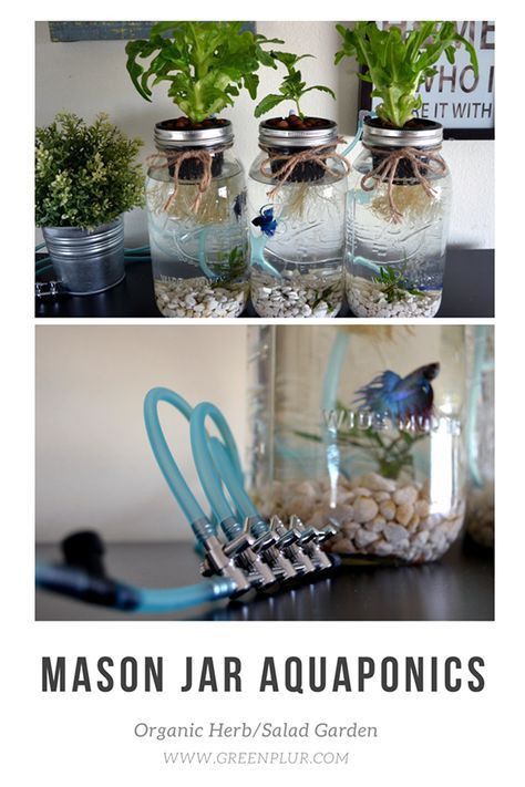 Best ideas about Hydroponic Herb Garden DIY
. Save or Pin 3 Mason Jar Aquaponics Kit Build Your Own Hydroponics Now.