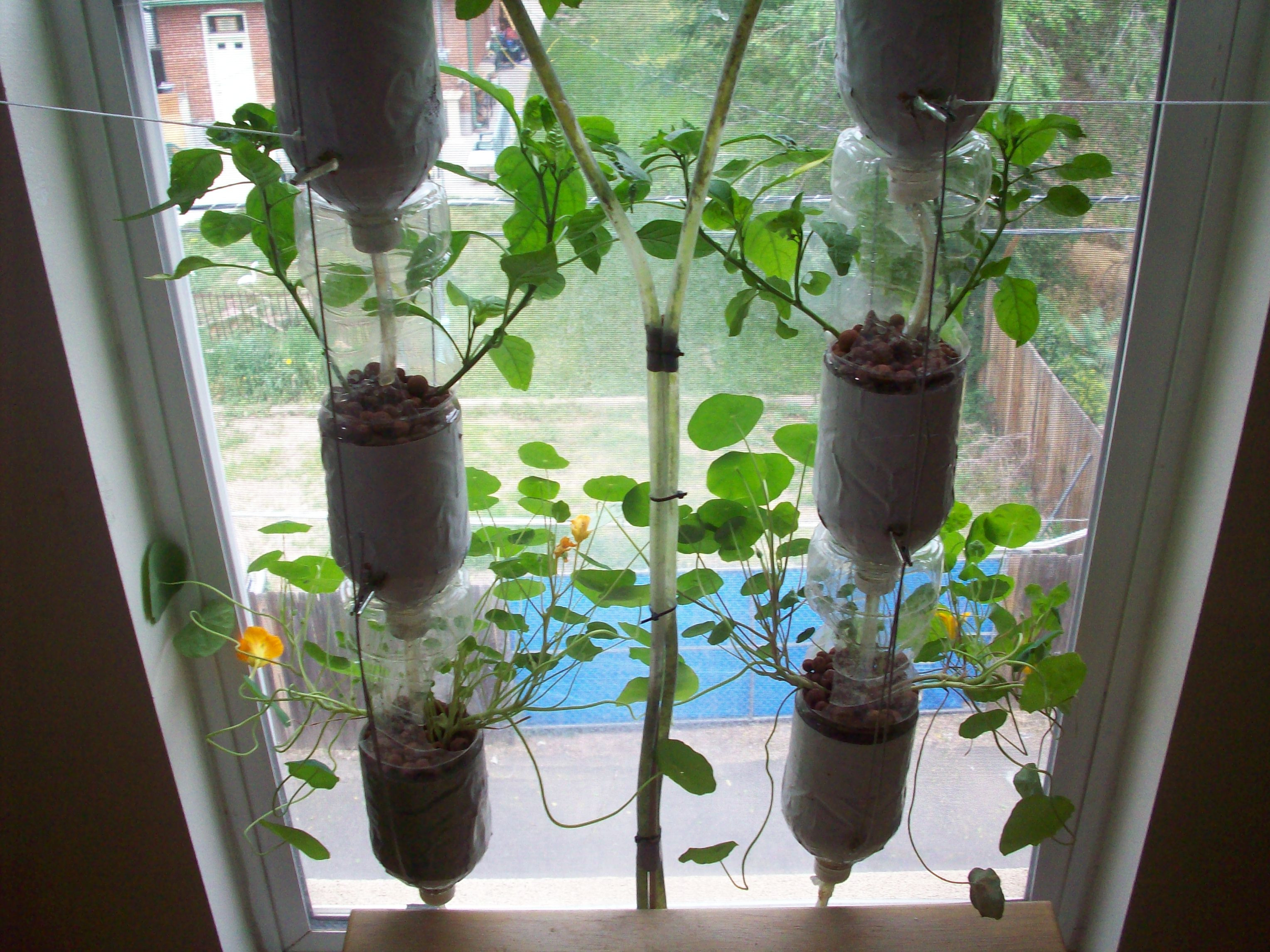 Best ideas about Hydroponic Herb Garden DIY
. Save or Pin Start your own Window Farm Now.