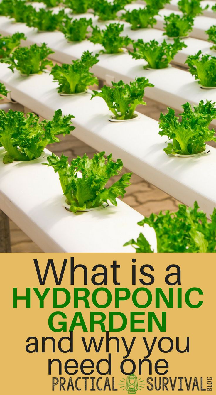 Best ideas about Hydroponic Herb Garden DIY
. Save or Pin Best 25 Hydroponic gardening ideas only on Pinterest Now.