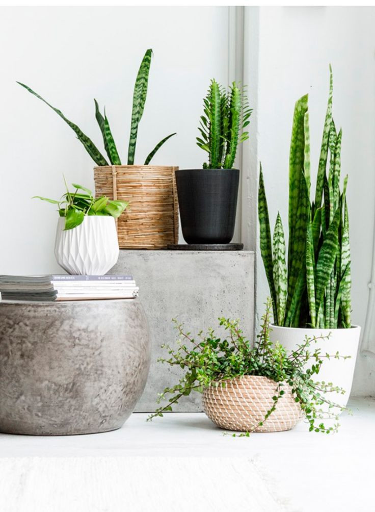 Best ideas about Indoor Planter Pots
. Save or Pin 25 best ideas about Indoor plant pots on Pinterest Now.
