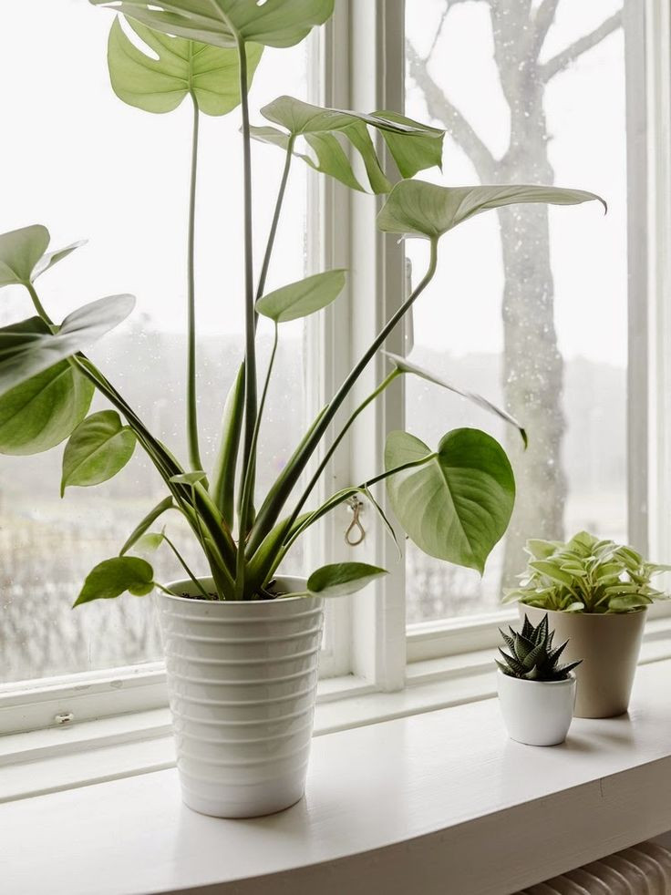 Best ideas about Indoor Planter Pots
. Save or Pin 352 best Windowsill Plants images on Pinterest Now.