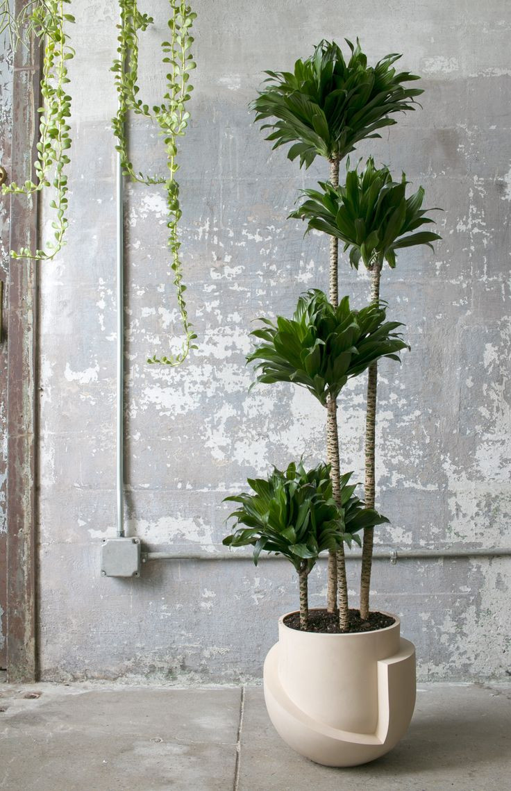 Best ideas about Indoor Planter Pots
. Save or Pin 17 Best images about Indoor Planters Now.