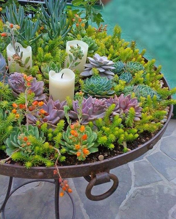 Best ideas about Indoor Succulent Garden Ideas
. Save or Pin Creative Indoor And Outdoor Succulent Garden Ideas Now.
