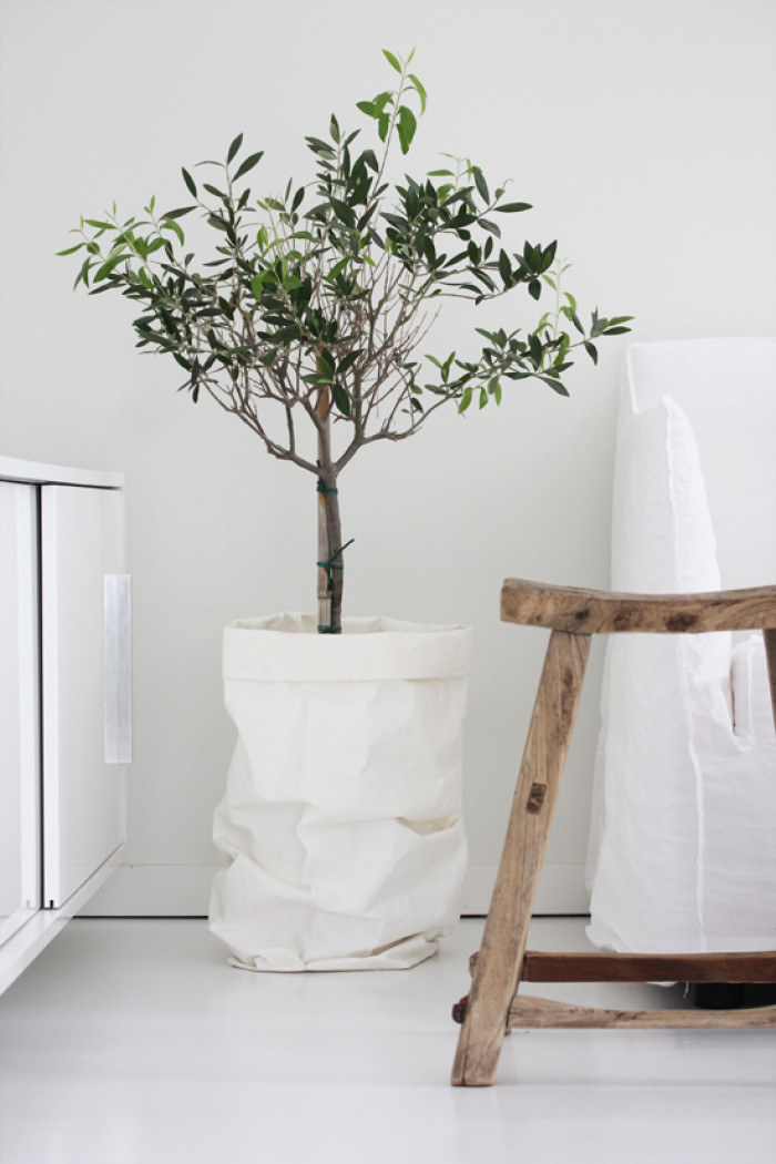 Best ideas about Indoor Tree Planter
. Save or Pin Indoor Olive Trees – Honestly WTF Now.