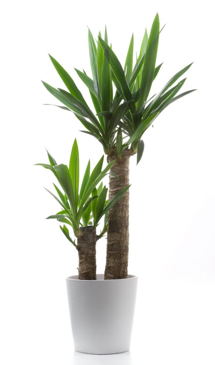 Best ideas about Indoor Tree Planter
. Save or Pin 120 best Planter images on Pinterest Now.