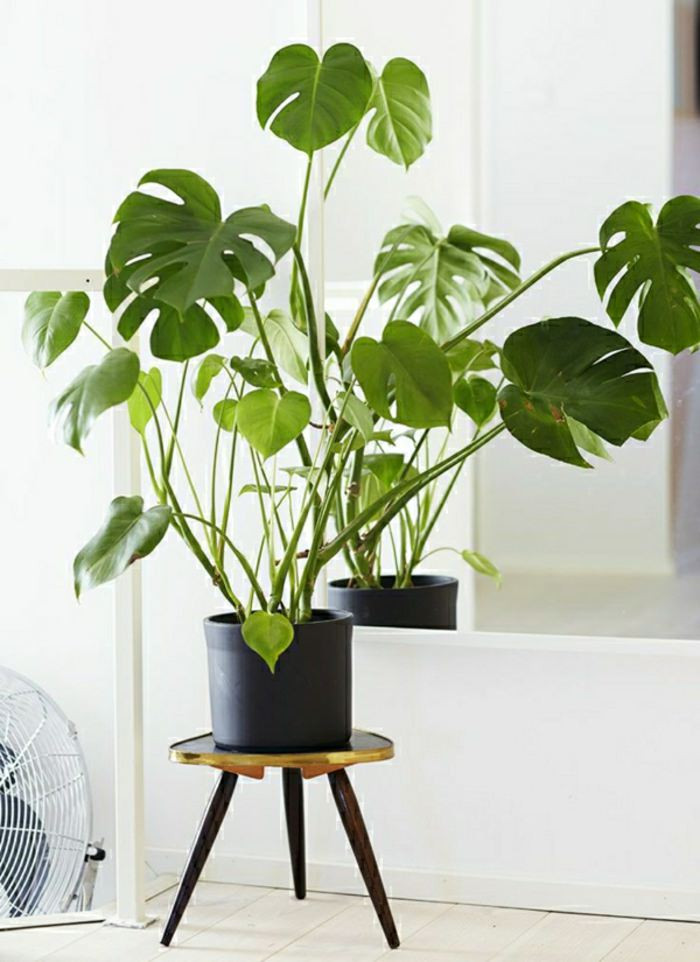 Best ideas about Indoor Tree Planter
. Save or Pin 99 Great Ideas to display Houseplants Now.