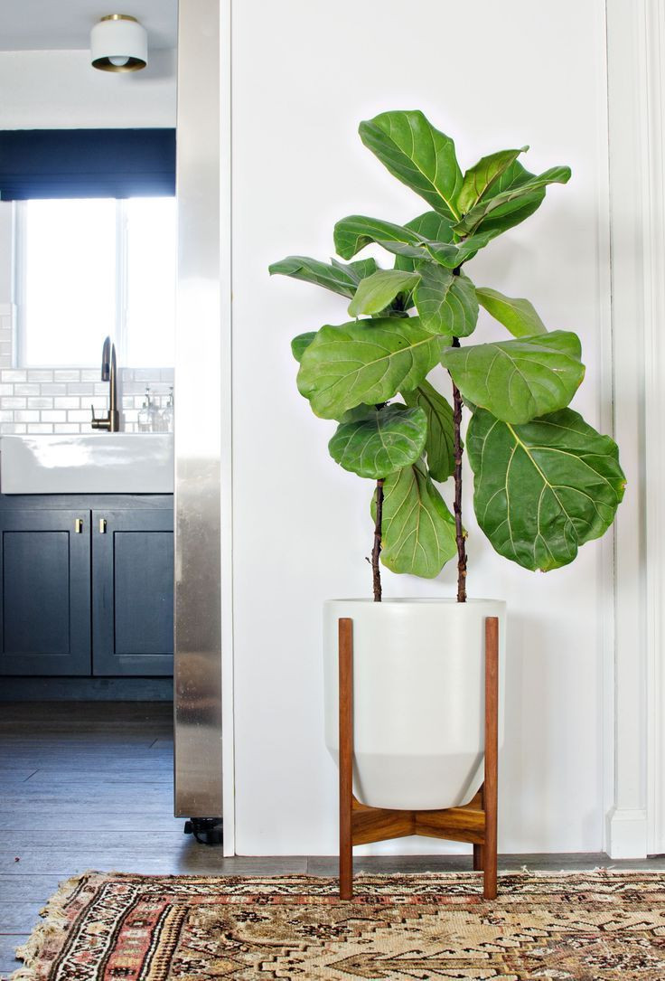 Best ideas about Indoor Tree Planter
. Save or Pin Best 25 indoor planters ideas on Pinterest Now.