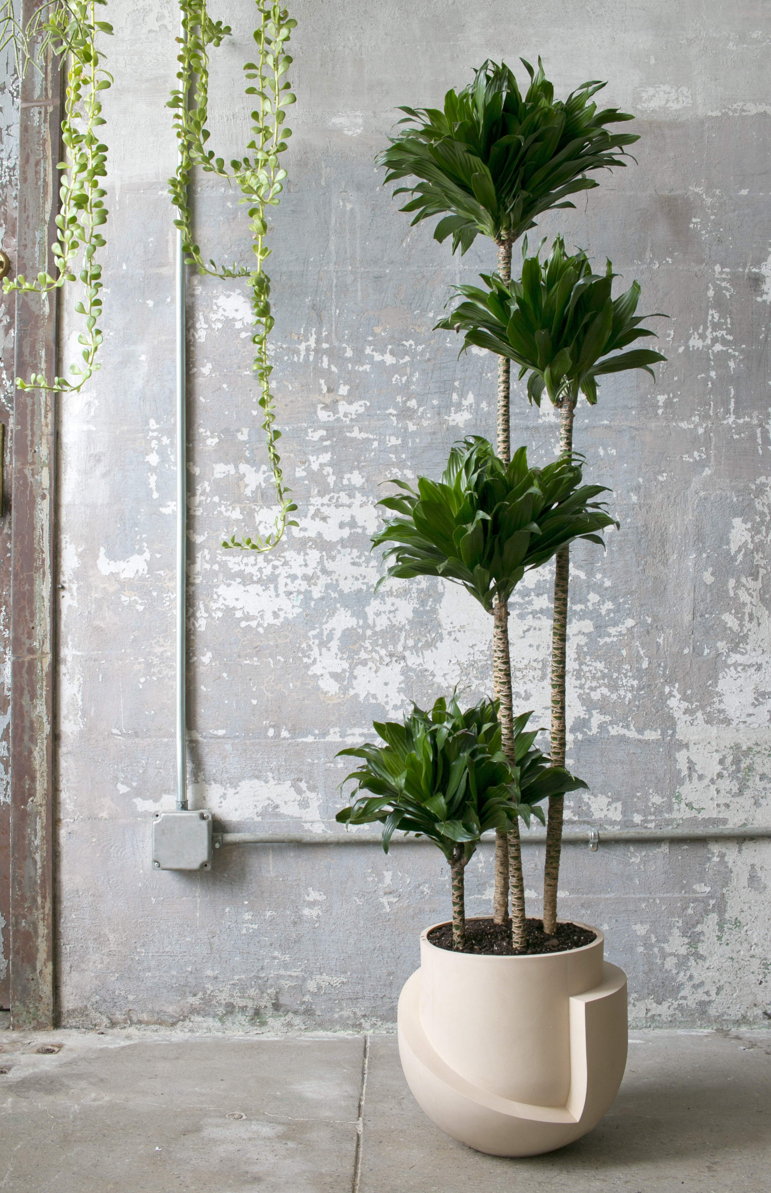 Best ideas about Indoor Tree Planter
. Save or Pin Finally — 20 Oversized Planters Worthy of Your Fiddle Leaf Now.