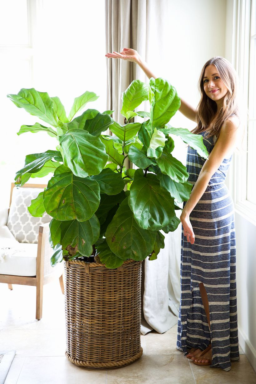 Best ideas about Indoor Tree Planter
. Save or Pin How to Keep Your Houseplants Green & Gorgeous Now.