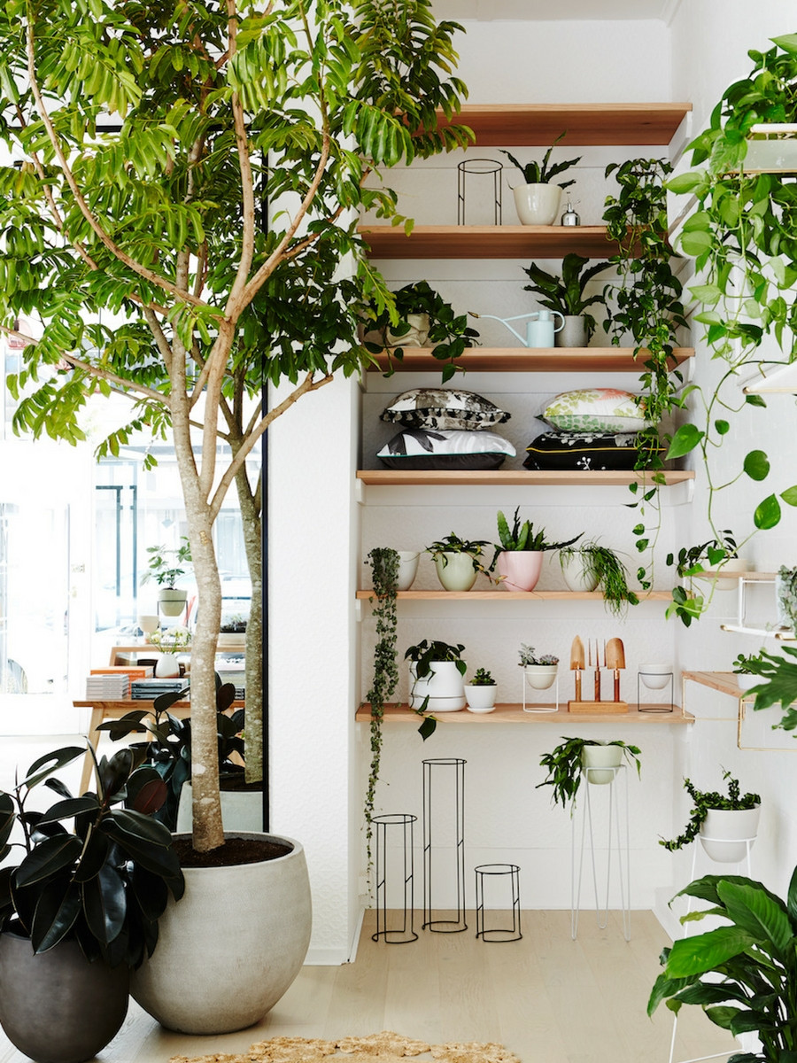 Best ideas about Indoor Tree Planter
. Save or Pin 12 Lovely Indoor House Trees Now.