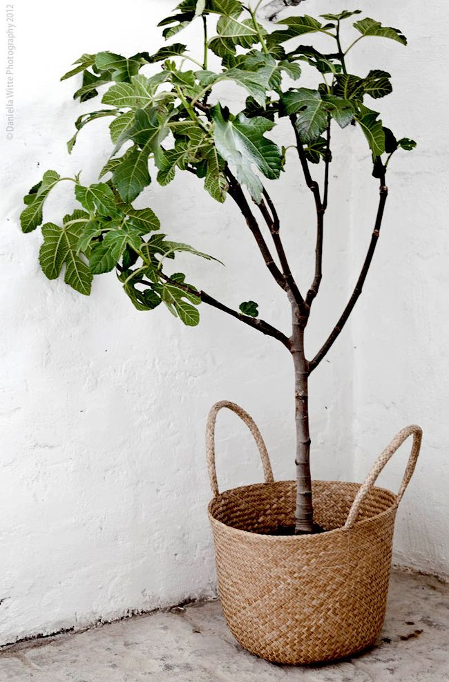 Best ideas about Indoor Tree Planter
. Save or Pin Indoor tree with basket planter Now.