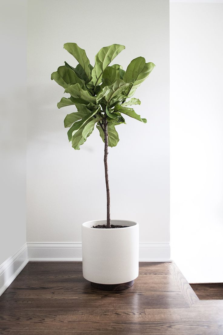 Best ideas about Indoor Tree Planter
. Save or Pin Best 25 White planters ideas on Pinterest Now.