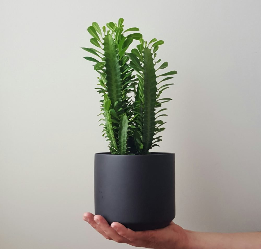 Best ideas about Indoor Tree Planter
. Save or Pin Cathedral Cactus in Black Oslo Planter plantandpot Now.