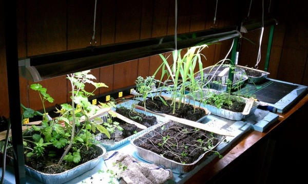 Best ideas about Indoor Vegetable Garden Ideas
. Save or Pin 19 best Indoor Tomatoes images on Pinterest Now.