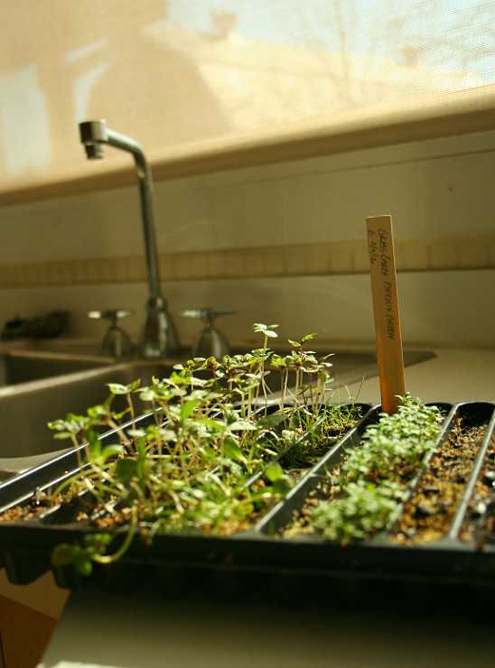 Best ideas about Indoor Vegetable Garden Ideas
. Save or Pin Indoor Ve able Gardening Tips Now.