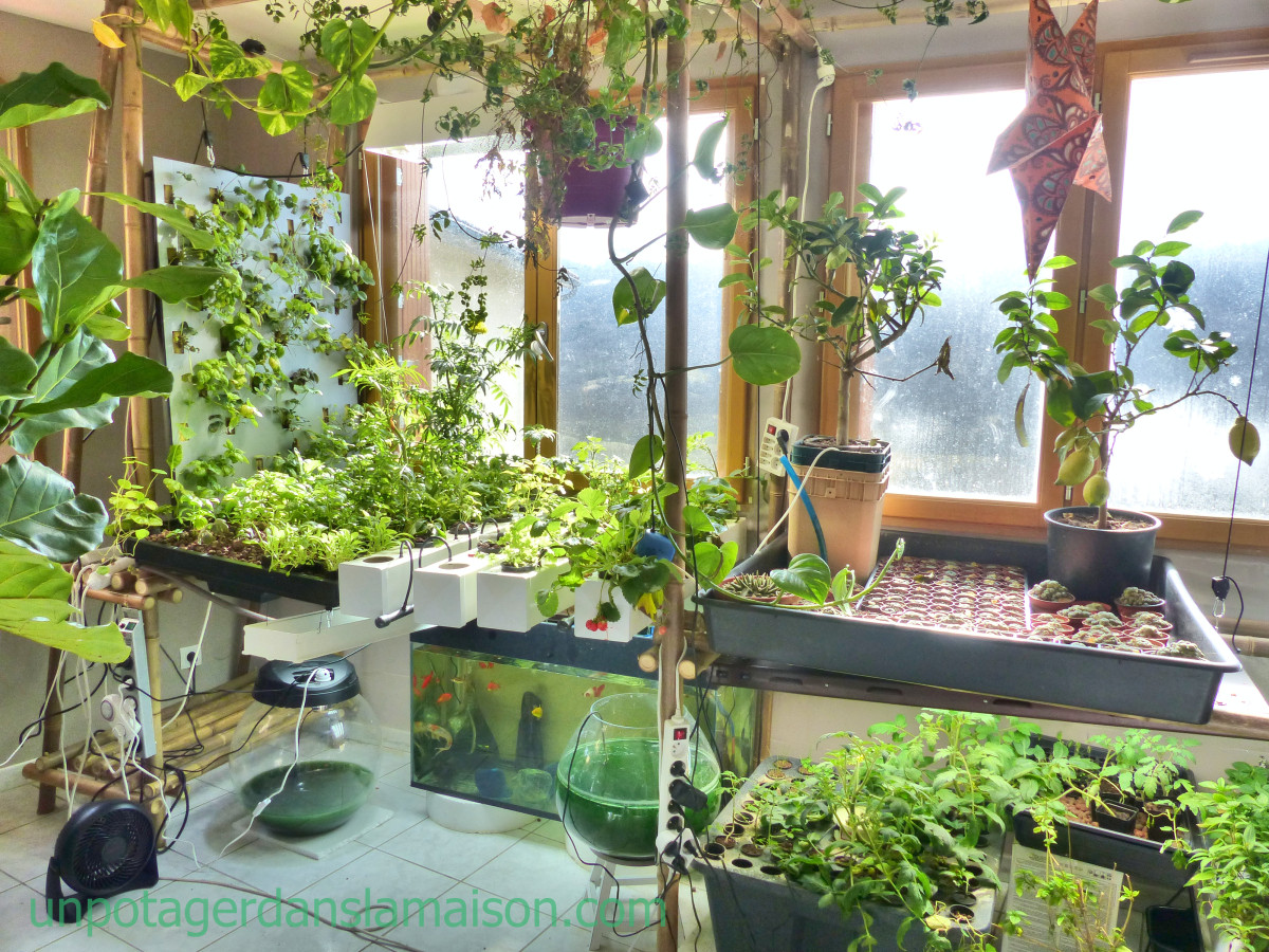 Best ideas about Indoor Vegetable Garden Ideas
. Save or Pin Indoor Ve able Garden Let’s invent a universe to her Now.