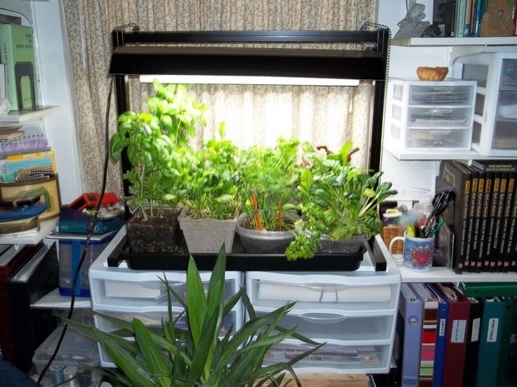 Best ideas about Indoor Vegetable Garden Ideas
. Save or Pin 1000 ideas about Indoor Ve able Gardening on Pinterest Now.